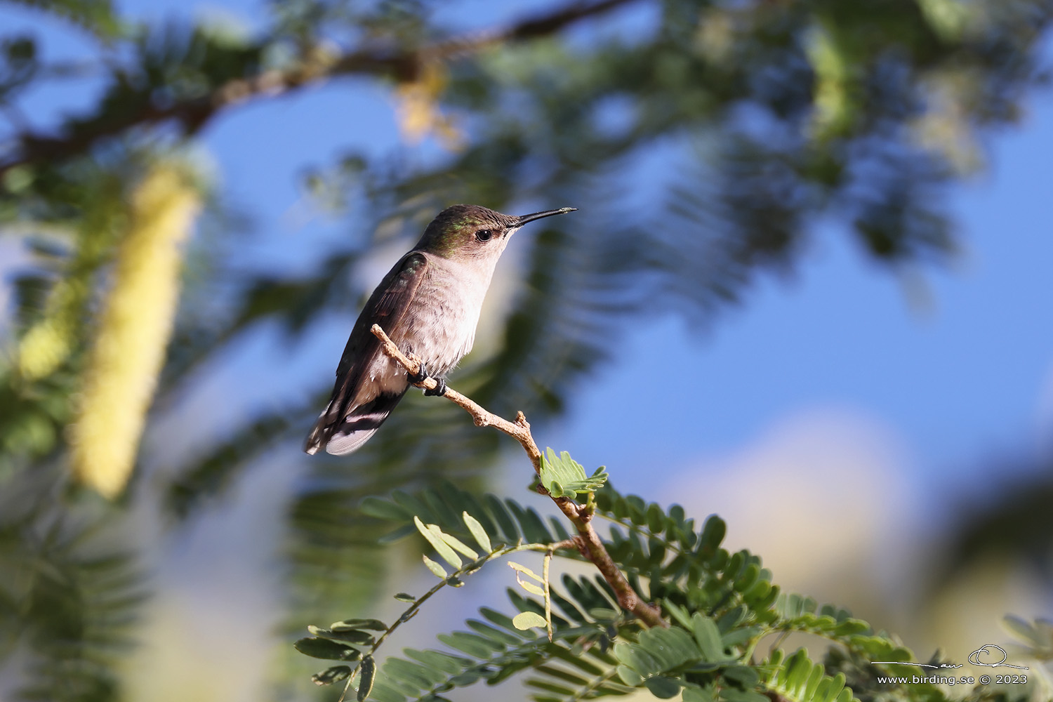 HISPANIOLAN PEWEE (Contopus hispaniolensis) - Stng / Close